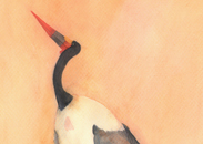 Saddelbiled stork