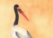 Saddelbiled stork
